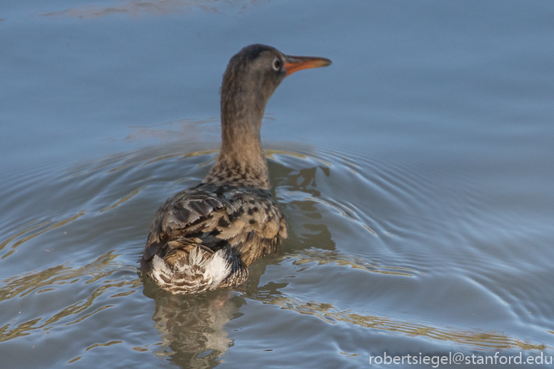 palo alto baylands